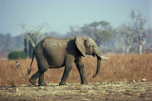 Welcome to the herd! 