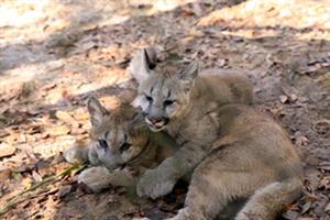Cougar Cubs at Tallahassee Museum