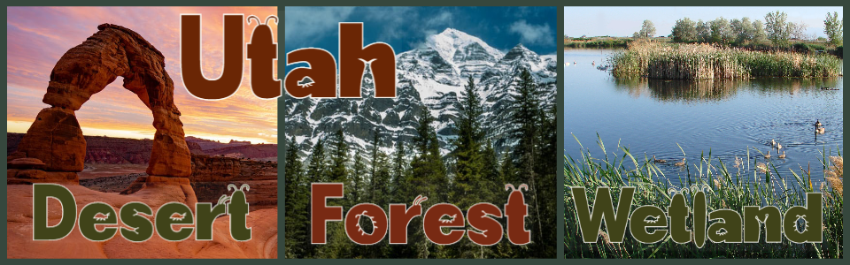 Utah's Dessert, Forest, Wetland