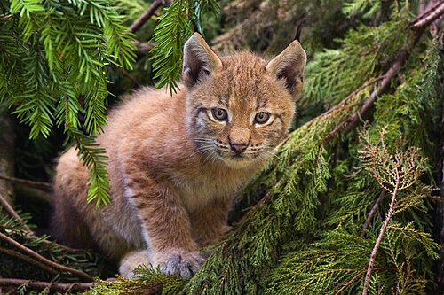 Lynx lynx (A Young Lynx)
