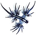 Image 4Glaucus atlanticus is a species of small, blue sea slug. This pelagic aeolid nudibranch floats upside down, using the surface tension of the water to stay up, and is carried along by the winds and ocean currents. The blue side of their body faces upwards, blending in with the blue of the water, while the grey side faces downwards, blending in with the silvery surface of the sea. G. atlanticus feeds on other pelagic creatures, including the Portuguese man o' war.