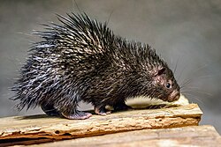 Black porcupine