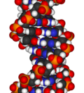 A fragment of DNA.