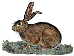 1843 illustration by Jean-Baptiste Meunier