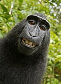 Image 12One of two monkey selfies taken by Celebes crested macaques using equipment belonging to the British nature photographer David Slater. In mid-2014, the images' hosting on Wikimedia Commons was at the centre of a dispute over whether copyright could be held on artworks made by non-human animals. Slater argued that, as he had "engineered" the shot, he held copyright, while Wikimedia considered the photographs public domain on the grounds that they were made by an animal rather than a person. In December 2014, the United States Copyright Office stated that works by a non-human are not subject to US copyright, a view reaffirmed by a US federal judge in 2016.