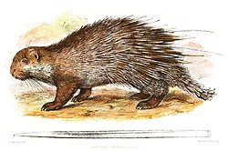 Brown porcupine illustration