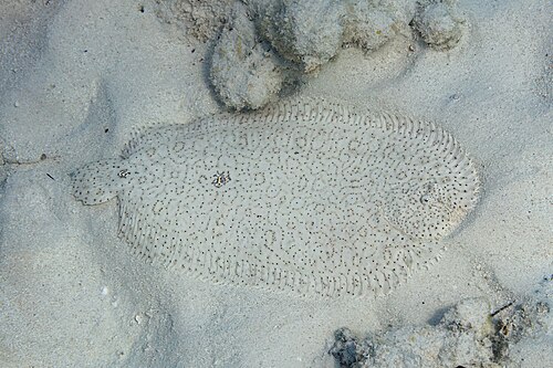 Pardachirus marmoratus