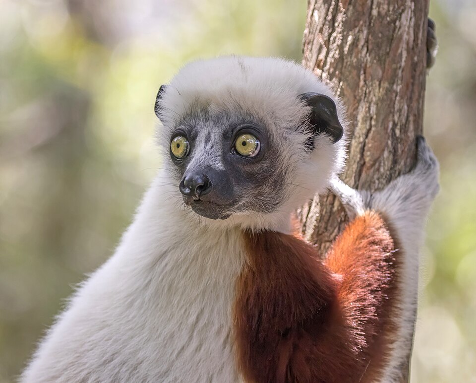 File:Verreaux's sifaka (Propithecus verreauxi) Peyrieras.jpg