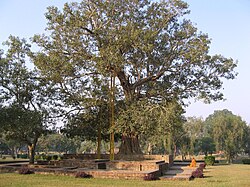 Anandabodhi tree (Ficus religiosa) in Jetavana Monastery, Sravasti