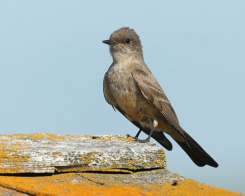Say's phoebe