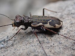 Neocicindela tuberculata