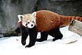 Red Panda