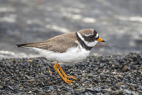 Common ringed plover