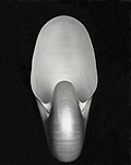 Image 112 Nautilus, by Edward Weston (restored by Yann) (from Wikipedia:Featured pictures/Artwork/Others)