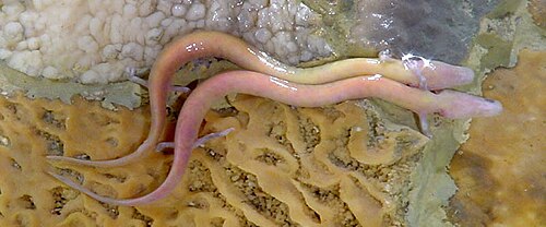 Two olms, pinkish swimming creatures resembling eels with legs and triangle-shaped heads and no eyes.