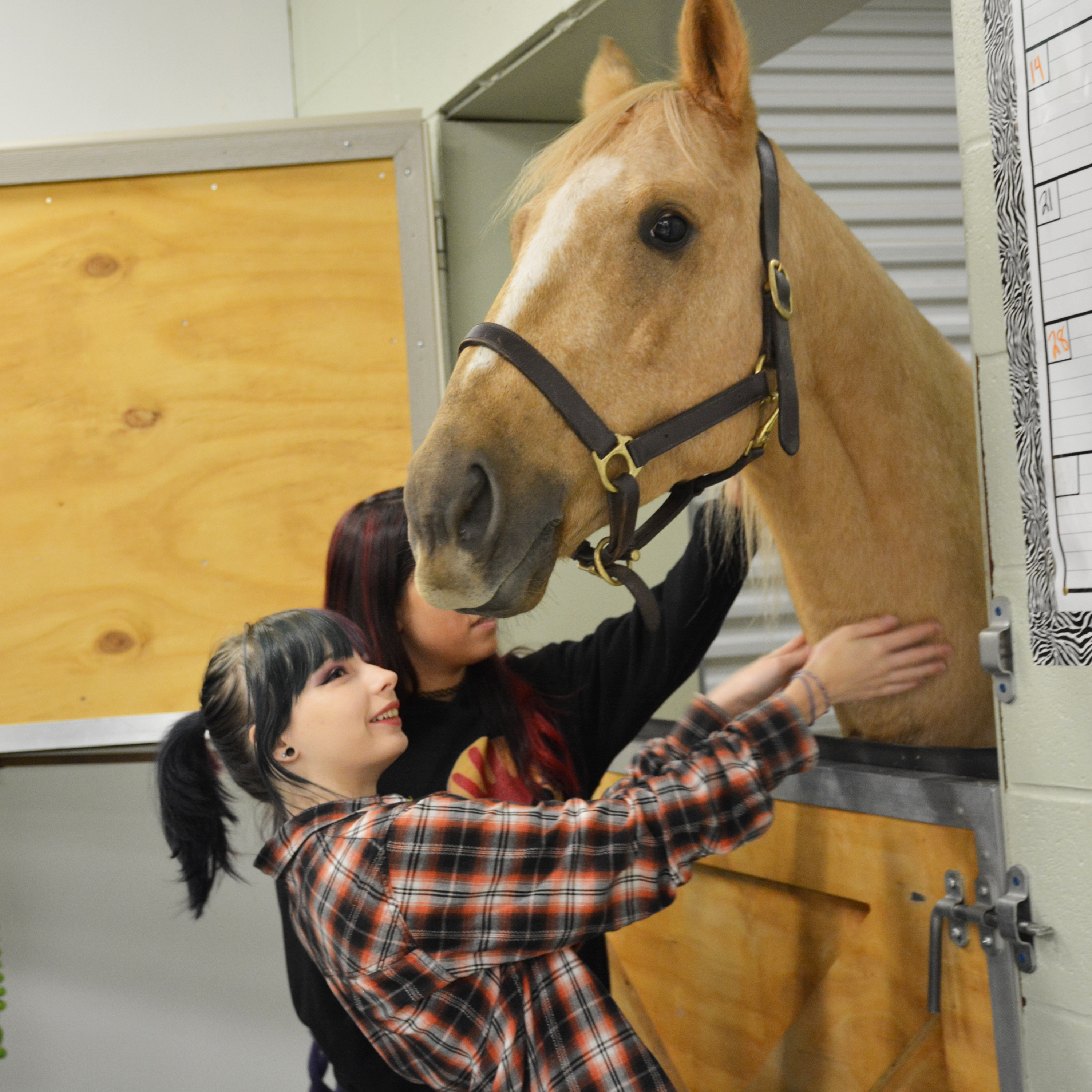 equine and animal science