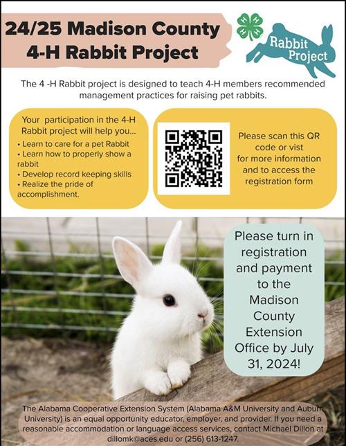 Rabbit Project