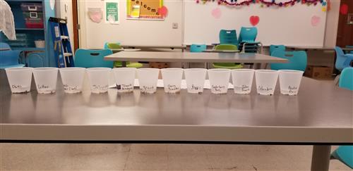 Row of plastic cups with seeds soaking in them. 