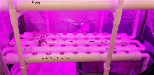 Bottom row of lab with sad looking little seedlings. 