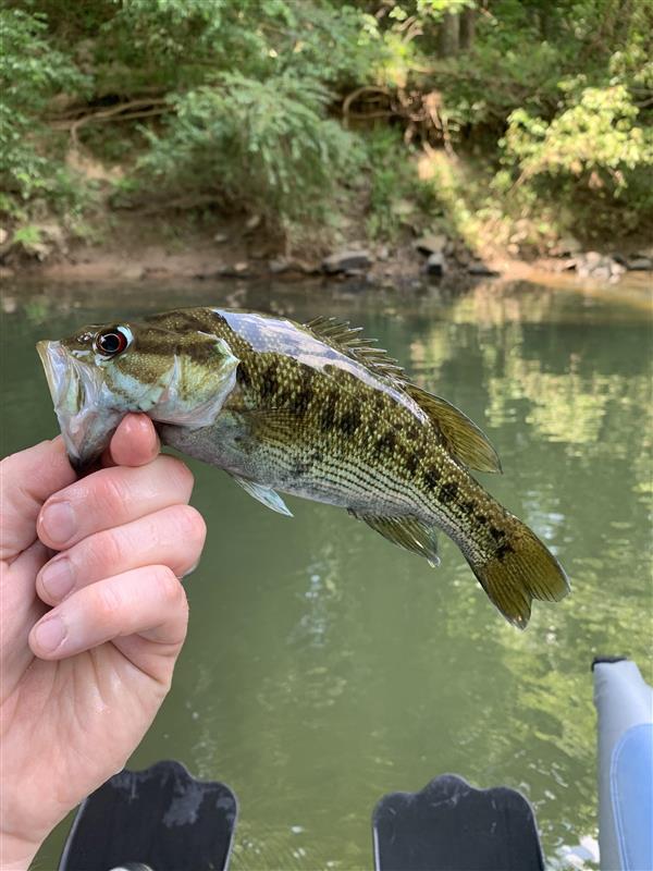 Redeye Bass, Cahaba River