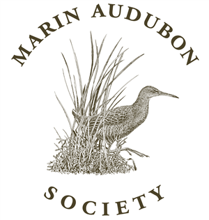 Marin Audubon Society 