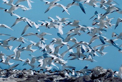 Terns in the wetlands