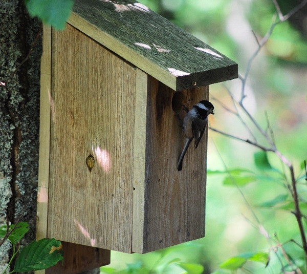 Chickadee Nesting 