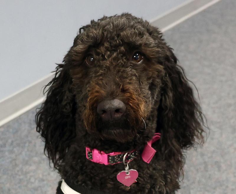 Headshot of Coco wearing a pink collar