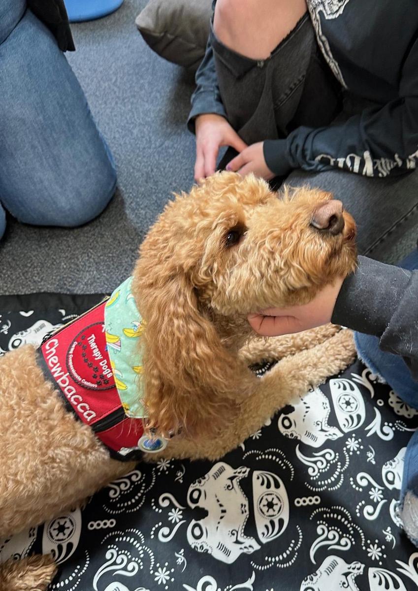 A golden colored doodle receives a chin scratch during a school visit.
