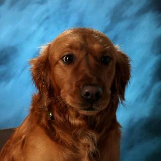 MsJosie's Profile Photo