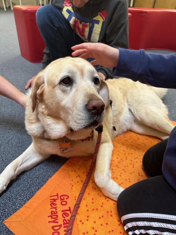 A golden lab receives pets as he lays on the floor during a school visit.