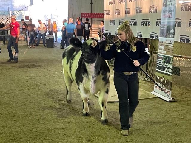 Laney Jo Volkers shows her cow in the arena at the Western Idaho Fair.