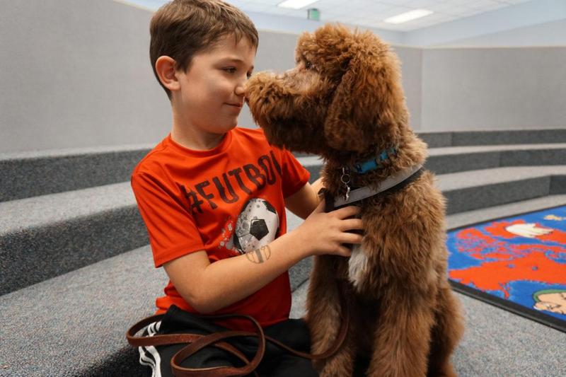 Coco, a Chesapeake-poodle mis therapy dog, visits with a young boy.