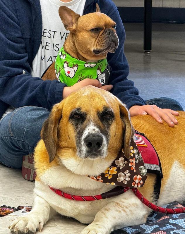 A dog lays down and another sits in a student\'s lap during a school visit.