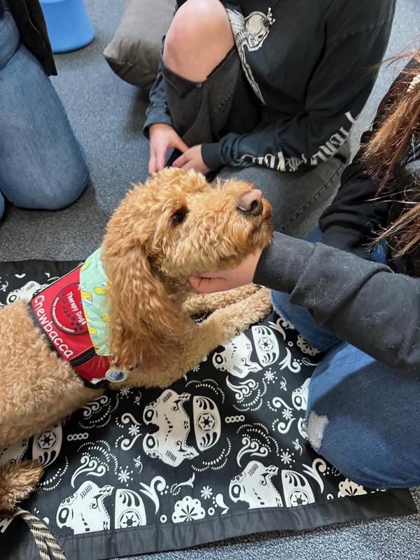 A curly-haired dog allows a student to give a chin scratch during a school visit.