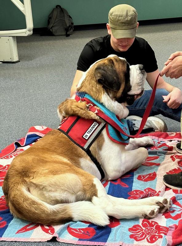 A St. Bernard lays on a towel while a student visits with it at a school visit.