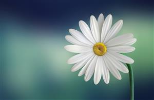 Daisy Flower