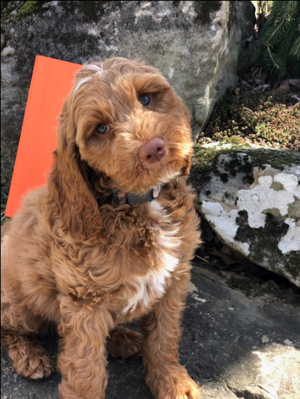 Picture of Jackson, the service dog, outside on. Jackson is looking at the camera.