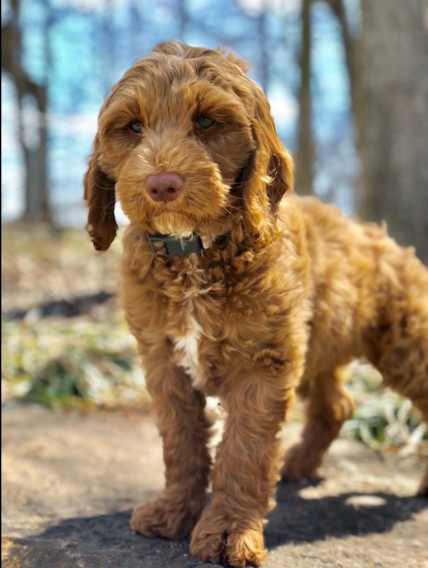 Jackson the service dog standing up looking at the camera