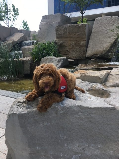 Picture of Jackson the dog laying down with a vest on.