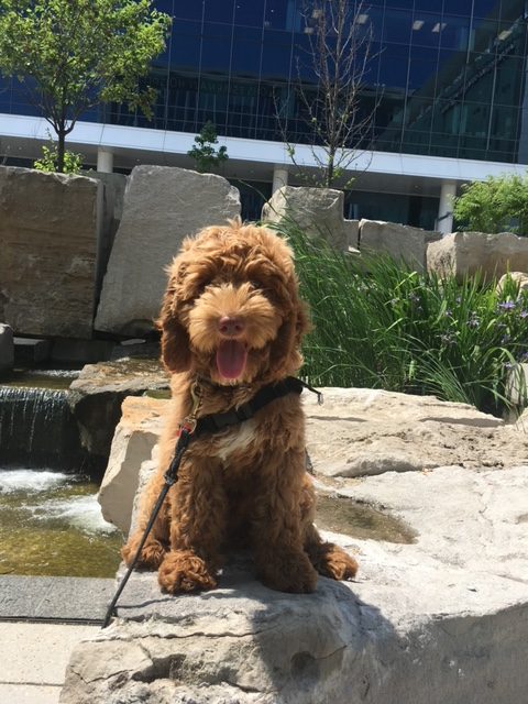 picture of Jackson the dog sitting