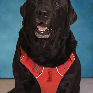 Oliver the Therapy Dog