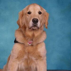 Buffy the Therapy Dog