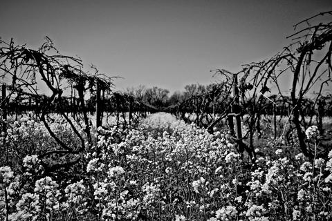 Community Gallery - Photo 12