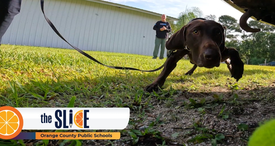 OCPS K9, Coco is rewarded 