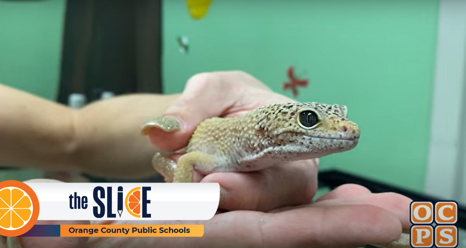 Hands holding a gecko