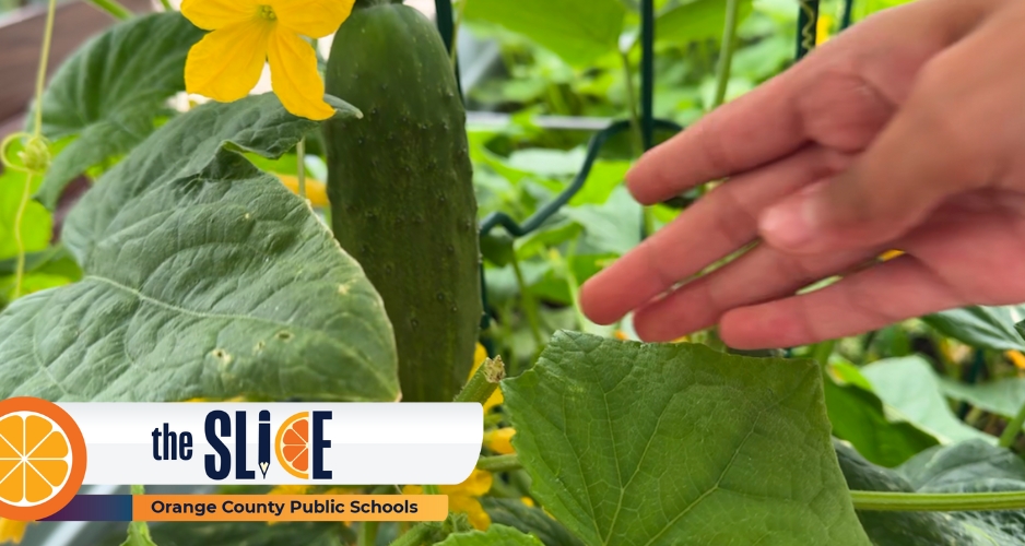 Zellwood students pick fresh cucumber from garden