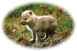 wolf cub photo