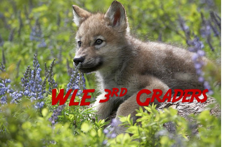 wolf pup with text Wolf Lake Elementary 3rd grade wolf pup with text Wolf Lake Elementary 3rd grade