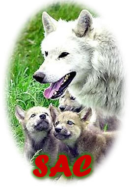 Image of a wolf and its pups with SAC text